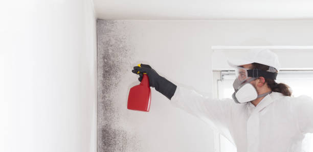 Best Attic Mold Remediation in Cleveland, OH