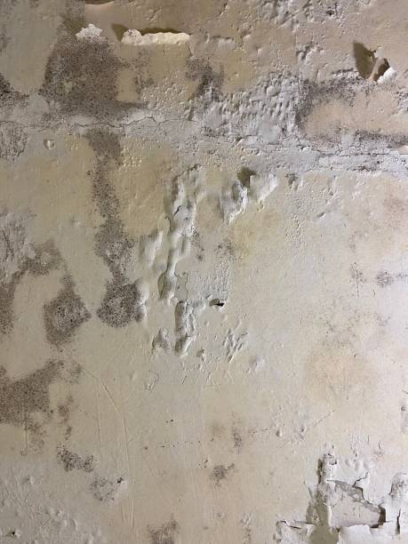Best Residential Mold Remediation in Cleveland, OH