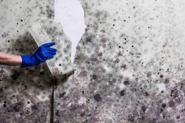 Best Basement Mold Remediation in Cleveland, OH