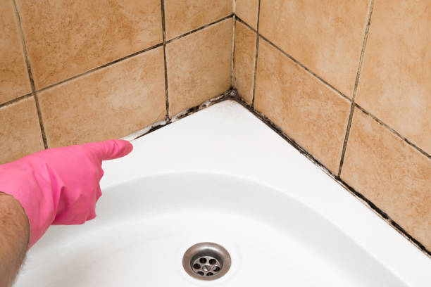 Best Emergency Mold Remediation in Cleveland, OH